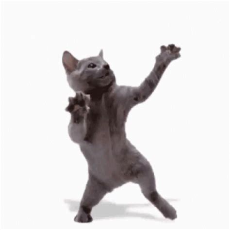 Cat Cat Dance GIF - Cat CatDance Dance - Discover & Share GIFs ...