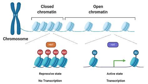 -Histone modifications and their impact on chromatin remodeling ...