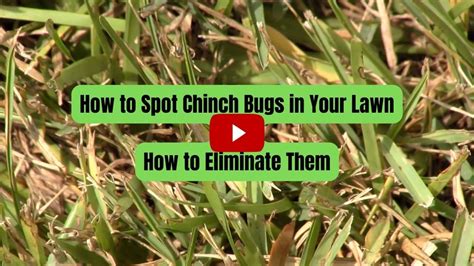 How to Identify Chinch Bug Damage & Chinch Bug Treatments