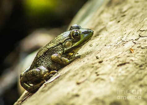 Frog on a Log Photograph by David Rucker - Fine Art America