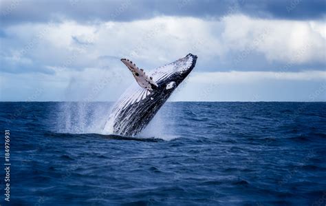 Humpback whale jumping out of the water in Australia. The whale is ...