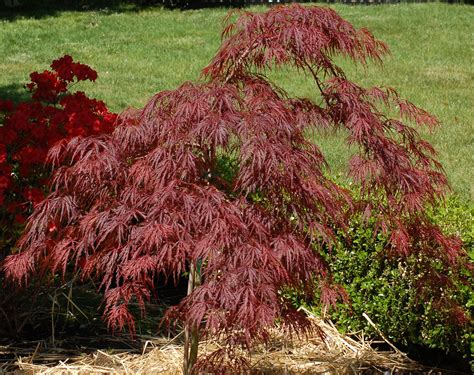 Crimson Queen Japanese Maple Trees - Growing Tips