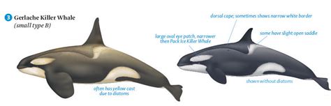 Types of Killer Whale: Guide to Killer Whale Types