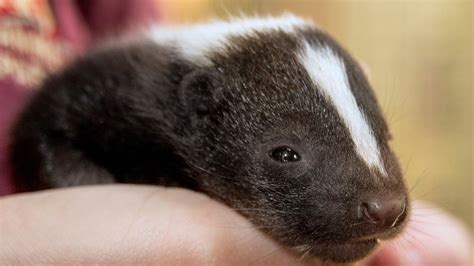 Skunk Babies Are Surprisingly Adorable - YouTube