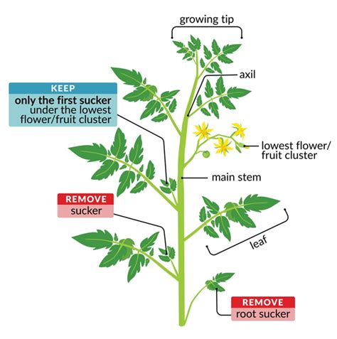 Cutting Back Tomato Plants