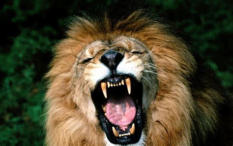 Roaring Lion Wallpapers - Top Free Roaring Lion Backgrounds ...