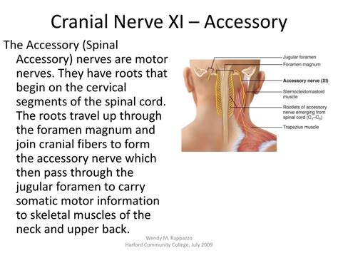 Accessory Nerve