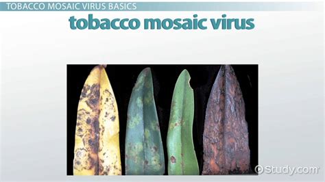 Tobacco Mosaic Virus Structure & Function | What is Tobacco Mosaic ...