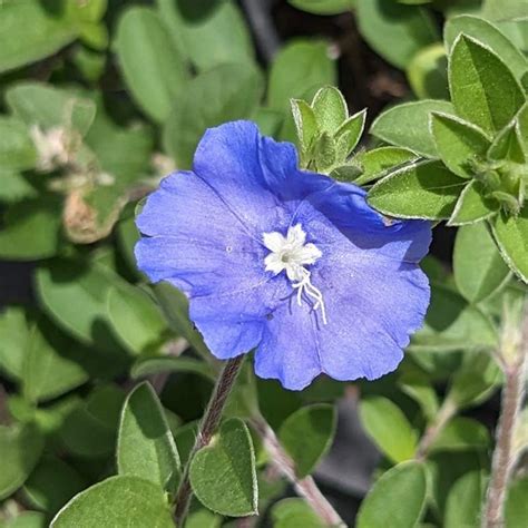 Evolvulus pilosus / Blue Sapphire Blue Eyes 125mm :: Garden Centre ...