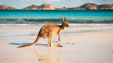 Kangaroo at Lucky Bay in the Cape Le Grand National Park near Esperance ...