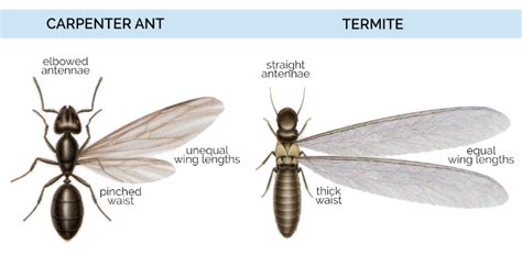 What Do Carpenter Ants Look Like - Carpenter Ants Identification in ...