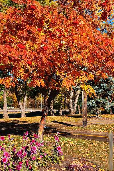 Mountain Ash Tree, Pictures of Sorbus aucuparia