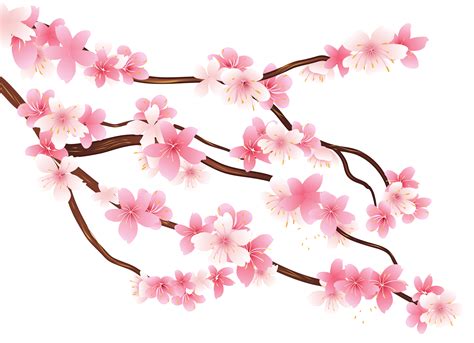 Lily clipart cherry blossom, Lily cherry blossom Transparent FREE for ...