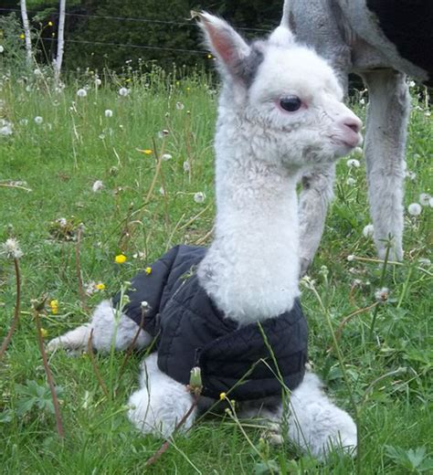 Pictures of Baby Llamas to Help You Procrastinate