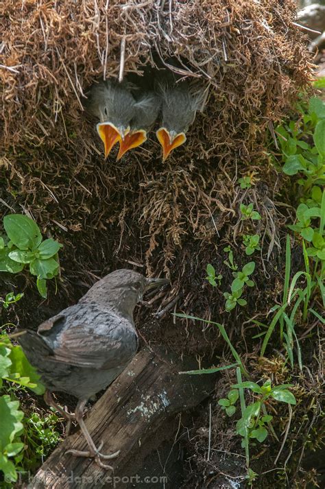 American Dipper at the Nest with Nestlings | This nest was f… | Flickr