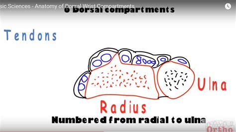 Anatomy of Dorsal Wrist Compartments — OrthopaedicPrinciples.com