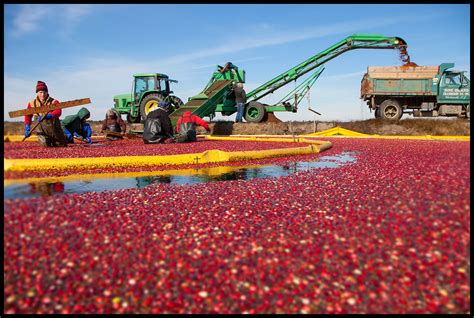 Grapevine Studios: Cranberry Harvest in Southampton, New Jersey.