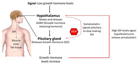 Hypothalamus - Hormones Australia