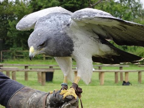 Chilean Grey Eagle - Picture of Birds of Prey Centre, Wilstead ...