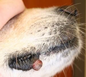 Cancer Photos | Animal Dermatology Referral Clinic (ADRC)