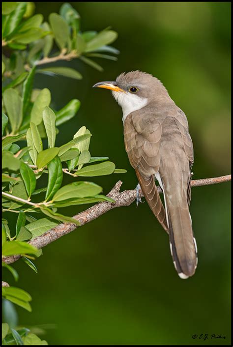 Yellow-billed Cuckoo Page