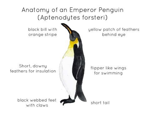 Emperor Penguin Anatomy Printable Poster by Teach Simple