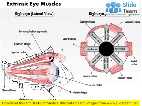 The extrinsic eye muscles medical images for power point