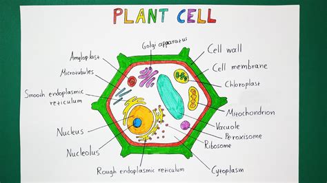 How To Draw A Plant Cell With Labels / Muppets Animal Drawing at ...