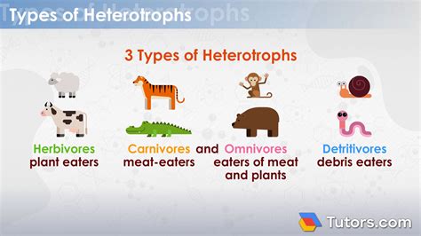 Heterotrophs | Definition, Types & Examples