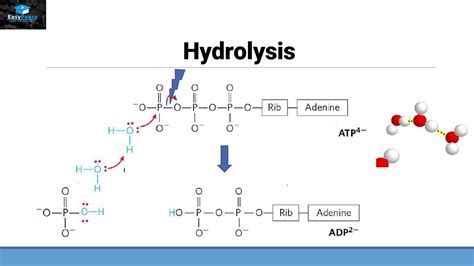 Simple Hydrolysis Reaction