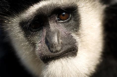 Black And White Colobus Monkey Colobus Photograph by Joel Sartore