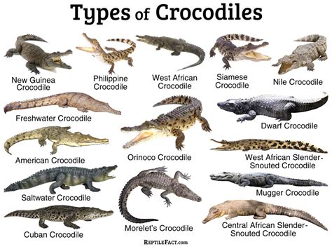 Crocodiles: Facts and List of Types With Pictures