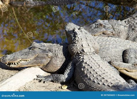 American Crocodiles Playing Near Swamp Stock Image - Image of florida ...