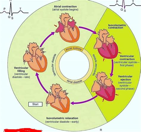 Cardiac Cycle Chart