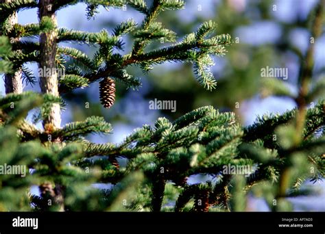 Cone on Evergreen Tree Stock Photo - Alamy