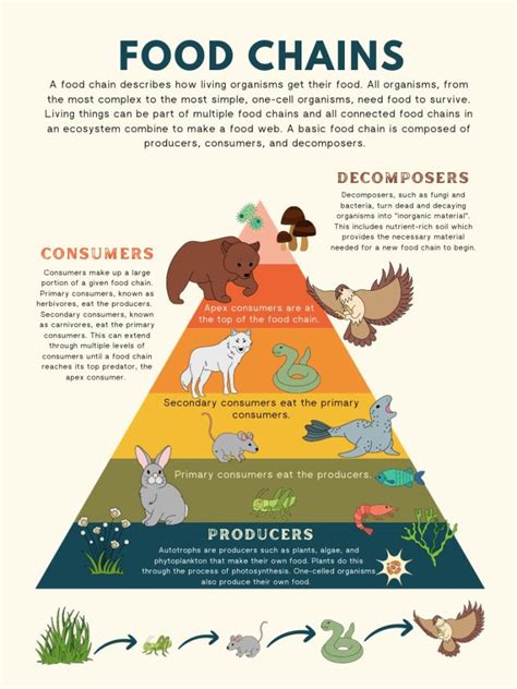 What Are the 4 Levels of the Food Chain? - Earth How