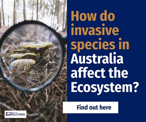 How Do Invasive Species In Australia Affect The Ecosystem?