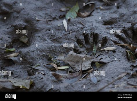 Raccoon footprints hi-res stock photography and images - Alamy