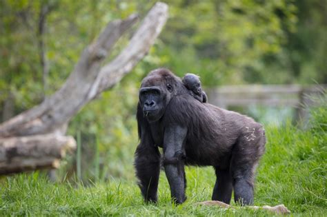 Dublin Zoo Have Webcams So You Can Watch The Animals At Feeding Times ...