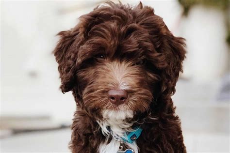 Bernedoodle Colors: Most Common, Most Expensive, And The Rarest