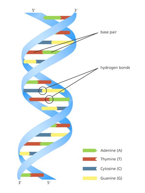 DNA Structure & Function: A Simple Guide for Beginners