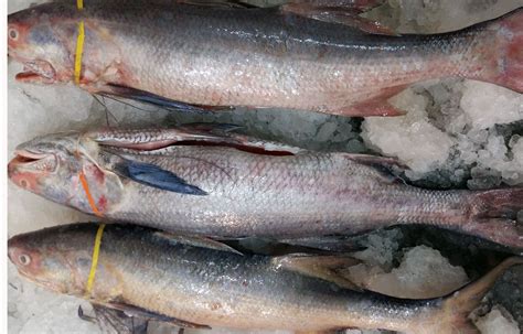 Rawas Fish at Rs 350/kg | Mumbai| ID: 11119614562