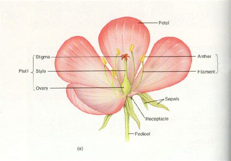 Floral Morphology. I know you didn’t sign up for a… | by Isabella ...