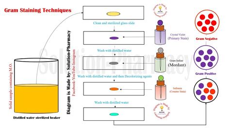 Gram Staining Technique | Differential Staining Techniques | Gram ...