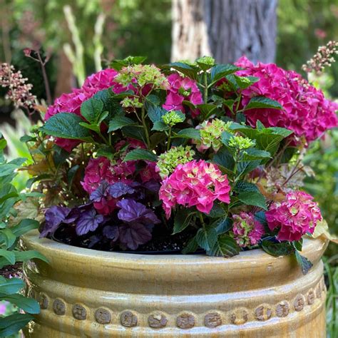 Growing Hydrangeas: Selecting Hydrangeas for Your Garden - Tilly's Nest