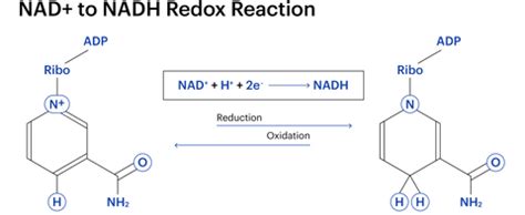 What’s the Difference Between NAD+ and NADH? – Elysium Health