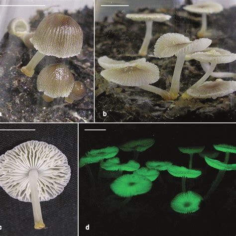 (PDF) Luminescent Mycena: New and noteworthy species