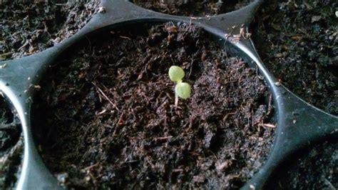 Growing paulownia tomentosa from seed step by step 27/11/16 part1 - YouTube