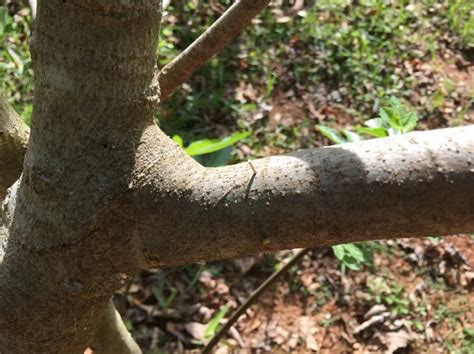 Fig Tree Disease? | Walter Reeves: The Georgia Gardener