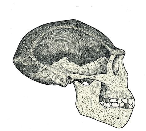 Homo Erectus Skull Photograph by Sheila Terry